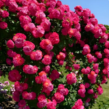 Multi Colour Climbing Rose Flower Seeds - Pack Of 3