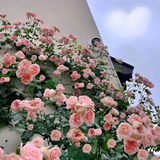 Multi Colour Climbing Rose Flower Seeds - Pack Of 3