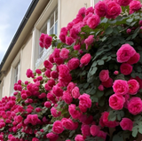 Multi Colour Climbing Rose Flower Seeds - Pack Of 3