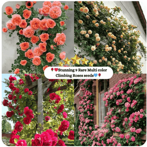 Multi Colour Climbing Rose Flower Seeds - Pack Of 3