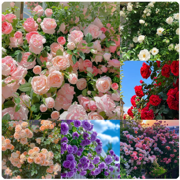 Multi Colour Climbing Rose Flower Seeds - Pack Of 3