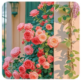 Multi Colour Climbing Rose Flower Seeds - Pack Of 3